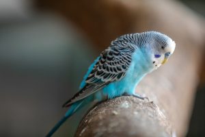 Memulai Bisnis Burung Love Bird, Peluang Untung dari Hobi Berternak Burung